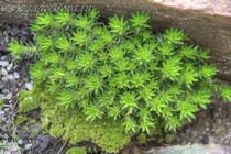 Камнеломка можжевелолистная(Saxifraga juniperifolia)