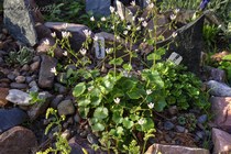 Камнеломка Круглолистная (Saxifraga rotundifolia)