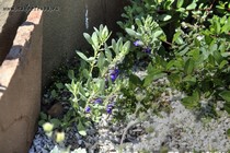 Шлемник сапфирный (Scutellaria sapphirina (= S. nana var. sapphirina))
