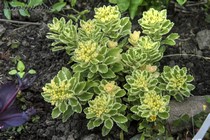 Седум такесимский Atlantis (Sedum takesimense Atlantis)