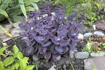 Sedum Blue Pearl
