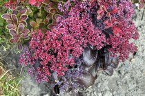 Седум Дарк Мэйджик (Sedum Dark Magic)