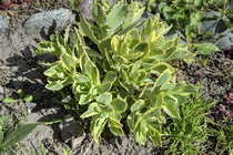 Седум Lajos (Sedum Lajos)