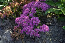 Седум Lime Zinger (Sedum Lime Zinger)