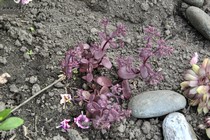 Седум SunSparkler Firecracker (Sedum SunSparkler Firecracker)