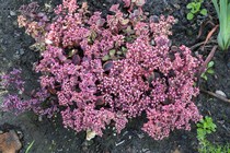 Седум SunSparkler Wildfire (Sedum SunSparkler Wildfire)