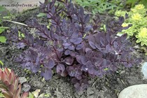 Седум Sunsparkler Plum Dazzled (Sedum Sunsparkler Plum Dazzled)