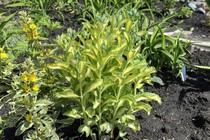 Седум белорозовый Медиовариегата(Sedum alboroseum Mediovariegatum)
