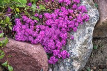 Седум синий  (Sedum cyaneum)