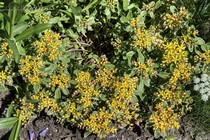 Седум камчатский Variegatum (Sedum kamtschaticum Variegatum)