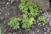 Седум Орегонский (Sedum oreganum)