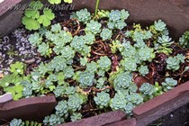 Седум толстоветвистый (Sedum pachyclados)