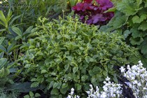 Седум тополелистный (Sedum populifolium)