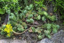Седум отогнутый (Sedum reflexum)