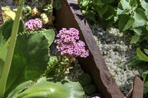 Седум волосистый (Sedum villosum L.)