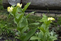 Смилацина кистевидная (Smilacina racemosa)