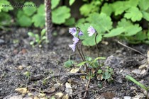 Сольданелла гибридная Spring Symphony(Soldanella pusilla Spring Symphony)
