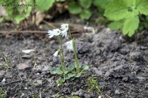 Сольданелла альпийская alba (Soldanella alpina alba)