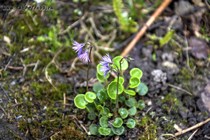 Солданелла Венгерская(Soldanella hungarica Simonk)
