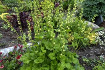 Теллима крупноцветковая (Tellima grandiflora)