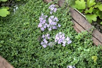 Тимьян моховидный (Thymus serpillum)
