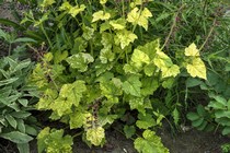 Толмия менциза Taffs Gold (Тolmiea menziesii Taffs Gold)