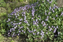 Цимбалярия постенная (Cymbalaria muralis)