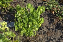 Увулярия Пронзеннолистная (Uvularia Perfoliata)