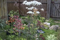 Василистник ложнолепестковый Ghent Ebony (Thalictrum petaloideum Ghent Ebony)