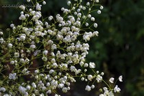 Василистник Делавея Splendide White(Thalictrum delavayi Splendide White)