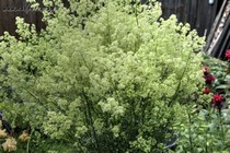 Василистник узколистный, блестящий или светлый (Thalictrum angustifolium, Thalictrum lucidum)
