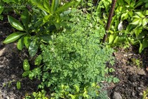 Василистник Равноплодниковый (Thalictrum isopyroides)