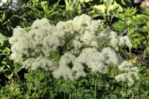 Василистник водосборолистный Album (Thalictrum Aquilegiifolium Album)