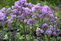 Василистник водосборолистный сиреневый (Thalictrum Aquilegiifolium)