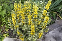 Вербейник точечный Alexander (Lysimachia punctata Alexander)