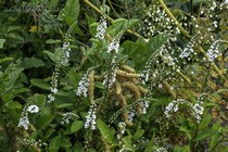 Вербейник Ландышевый Innlyscand (Lysimachia Cletroides Innlyscand)