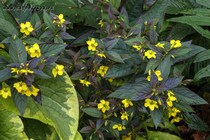 Вербейник пурпурный (Lysimachia Рurpurea)