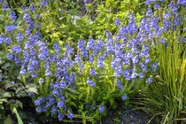 Вероника Простертая Aztec Gold (Veronica prostrata Aztec Gold)