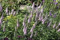Вероника колосистая First Choice (Veronica spicata First Choice)