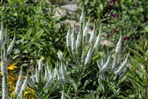 Вероника колосистая First Lady (Veronica spicata First Lady)