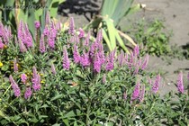 Вероника колосистая First Love(Veronica spicata First Love)