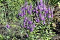 Вероника колосистая First Match (Veronica spicata First Match)