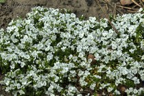 Вероника ползучая Alba (Veronica repens Alba)