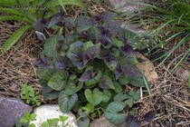 Фиалка Лабрадорская Пурпурная (Viola labradorica Purpurea)