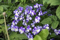Фиалка рогатая Ребекка (Viola cornuta Rebecca)