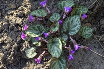 Фиалка Корейская (Viola coreana)