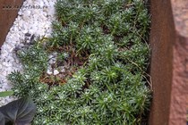 Виталиана примулоцветковая, или Дуглазия Виталя (Vitaliana primuliflora = Douglasia vitaliana)