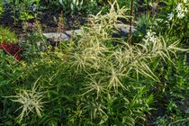 Волжанка Двудомная Kneffii (Aruncus Dioicus Kneiffi)