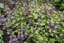 Яснотка пятнистая Anne Greenaway (Lamium maculatum Anne Greenaway)