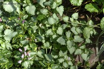 Яснотка пятнистая Pink Pewte (Lamium maculatum Pink Pewte)